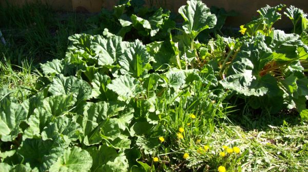 How-To-Turn-Rhubarb-Into-Silver!